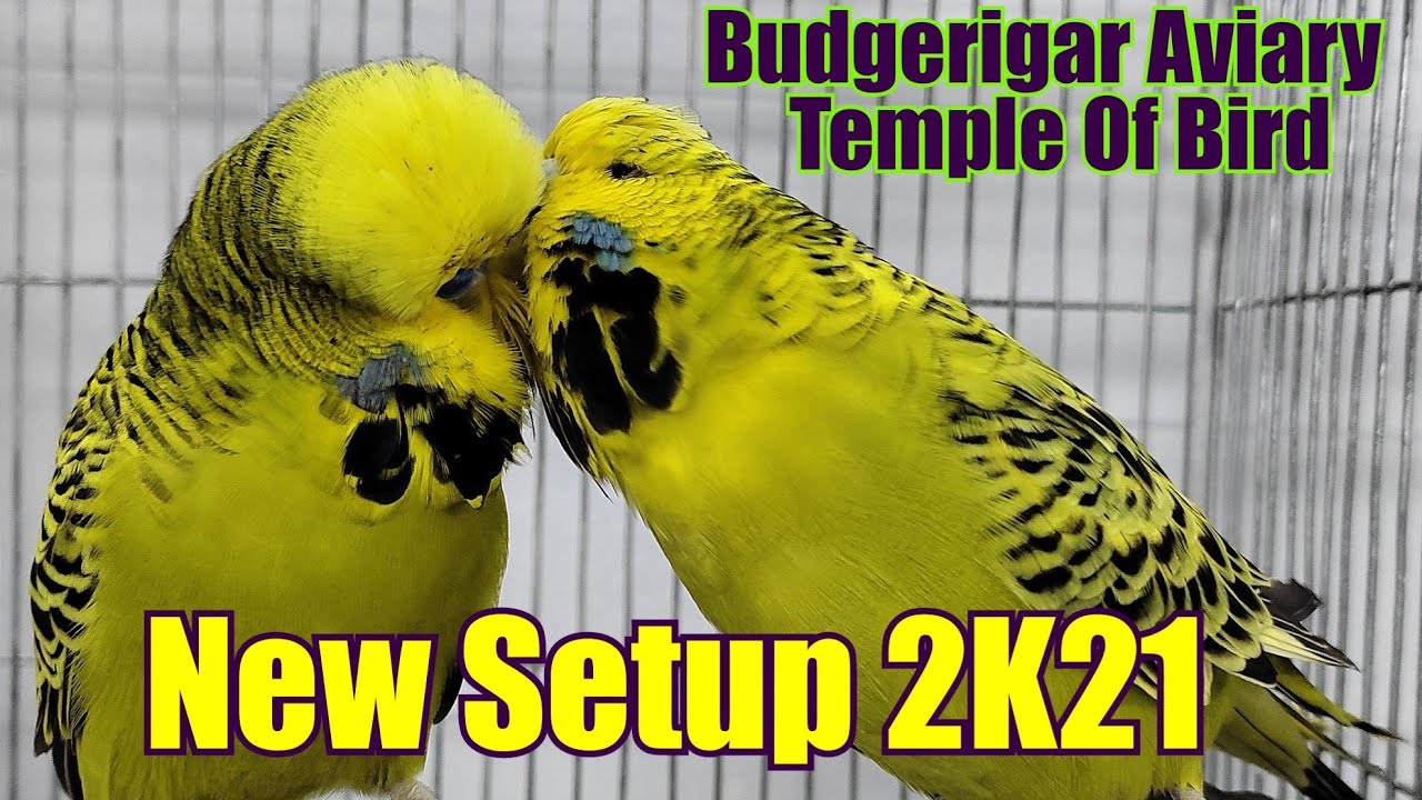 Budgerigar Aviary Setup BD - Temple Of Bird 2K21