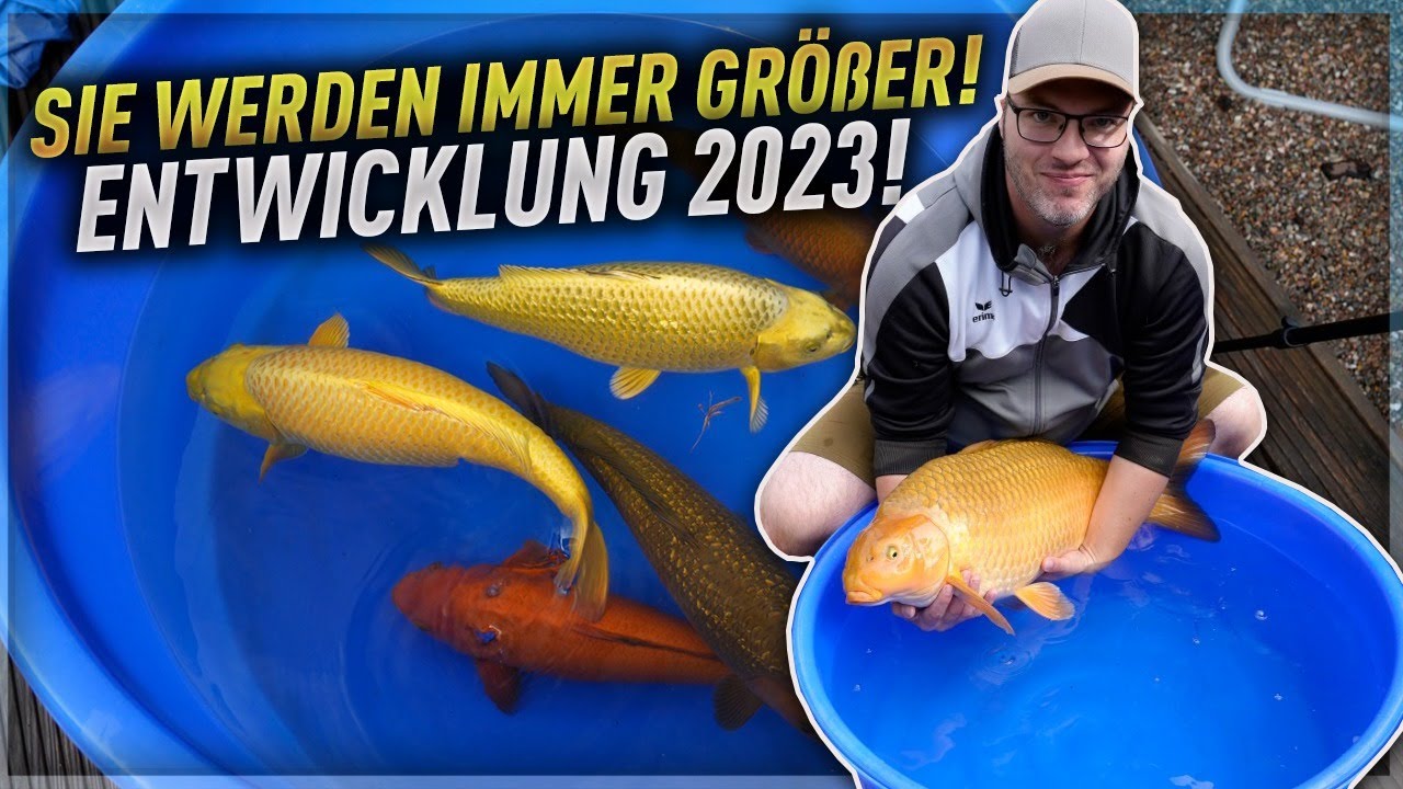 Sie werden immer GRÖßER - Koi WACHSTUM 2023!