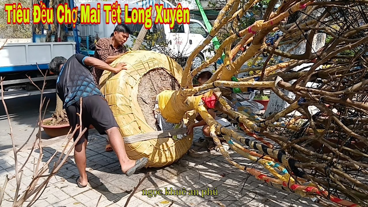 Tiêu Đều chợ mai tết long xuyên.sáng 28 tết cẩu về quê!