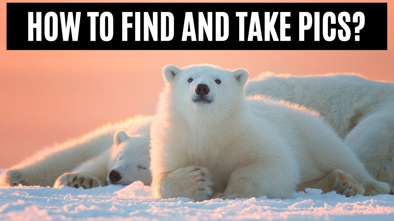 Story of a polar bear mother and cub: Arctic Wildlife Photography techniques, 600mm f/4, 200-400mm
