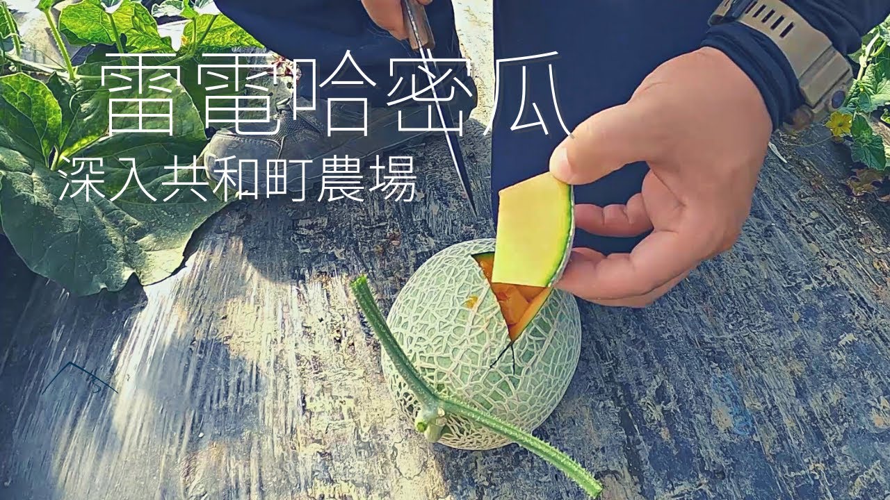 北海道共和町的哈密瓜農場，夏之風味哈密瓜的一生 | 共和町 | Walker
