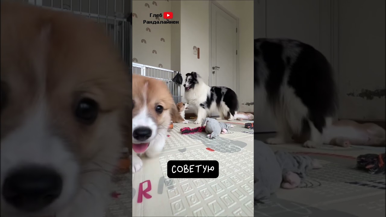 Корги 🍑 Смешной Пастушок