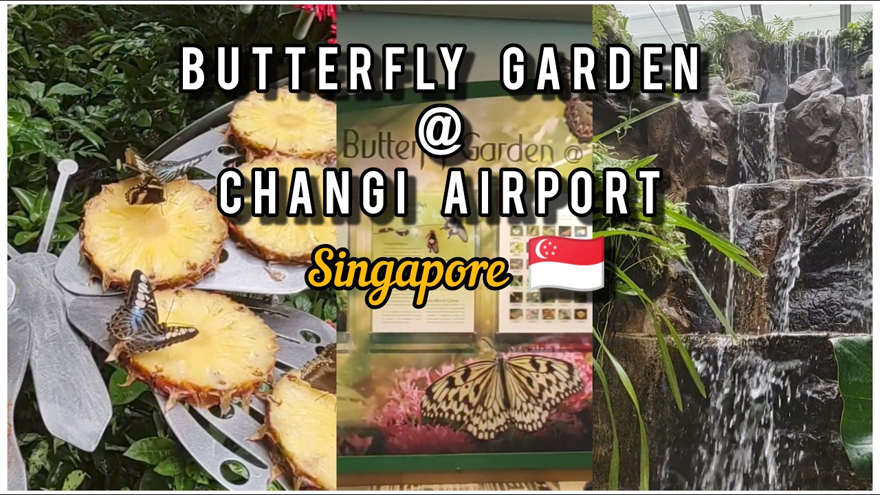 Butterfly Garden at Changi Airport Singapore 🦋 | Full Walkthrough