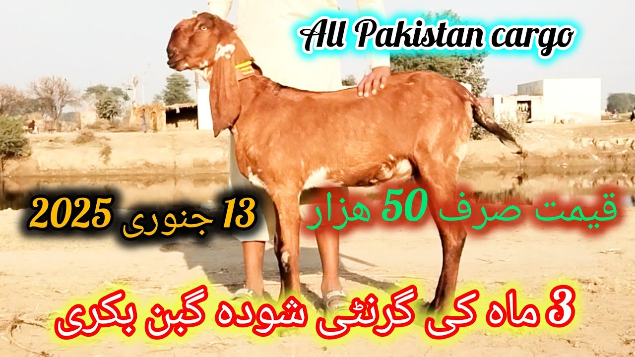 ماشاء اللہ ناگری گبن بکری عمر چار دانت 3 ماہ کی گبن قیمت 50 ہزار احمد اینیمل فارم 03045896486