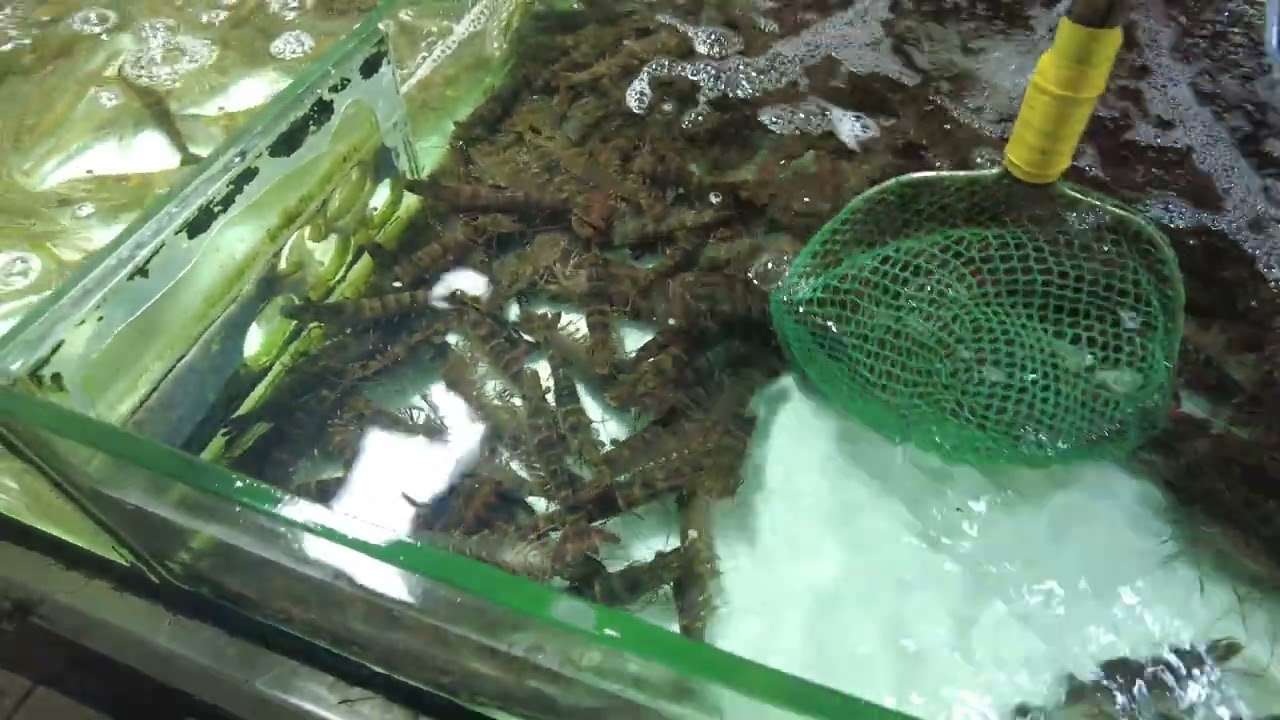 （第十天2/2）又吵架了 还好安抚好了 吃了海鲜我自己点的真的不如人家点的 鸡屎藤糖水真难吃 因为吃了个又原谅我了 还车 结束了北海的形成 明天出发去南宁（20260310）