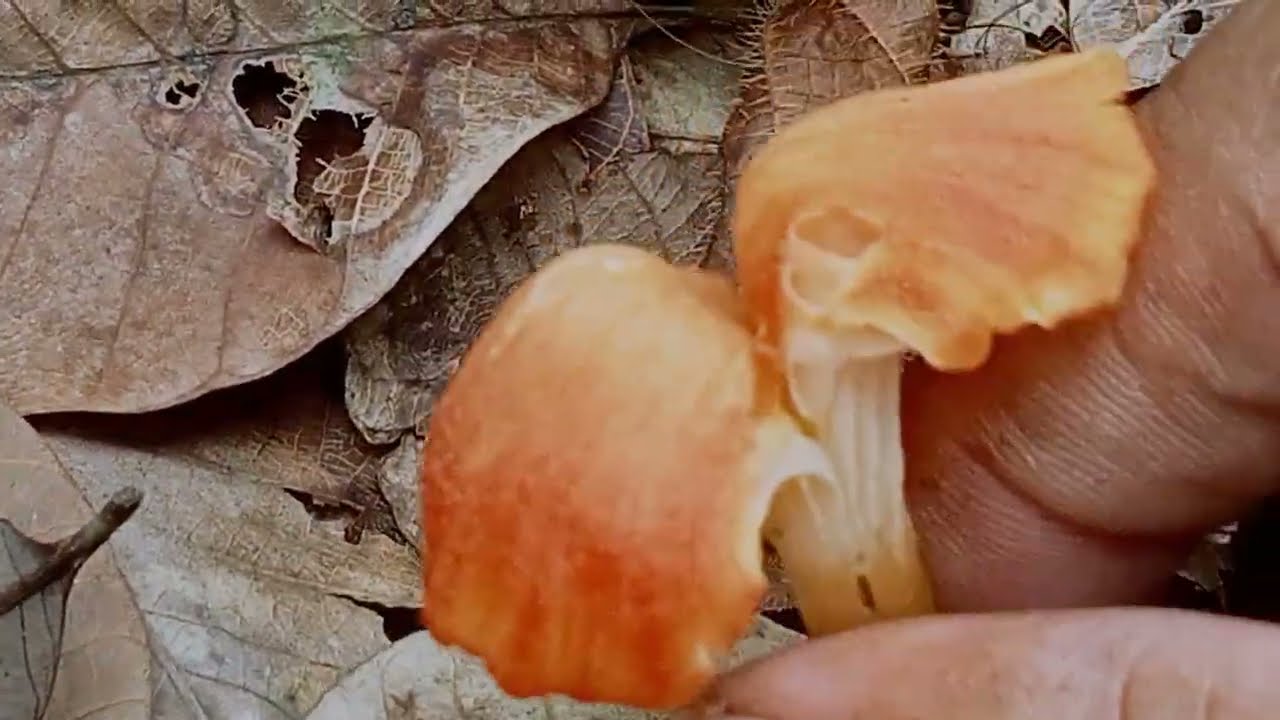 Panen Jamur Alang-alang #infoalam #mushroom #jamurhutan 