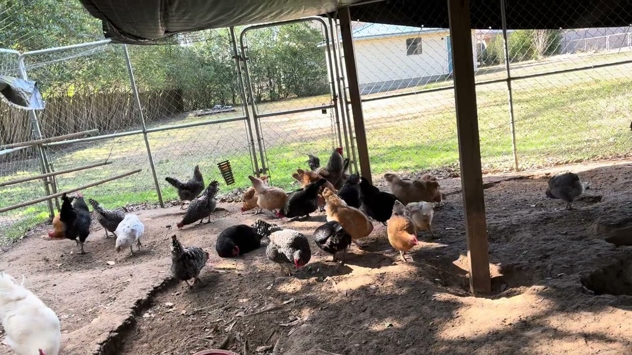 TAKING CARE OF THE CHICKENS