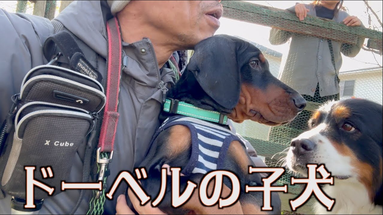 ドーベルマンのパピーお披露目会へ