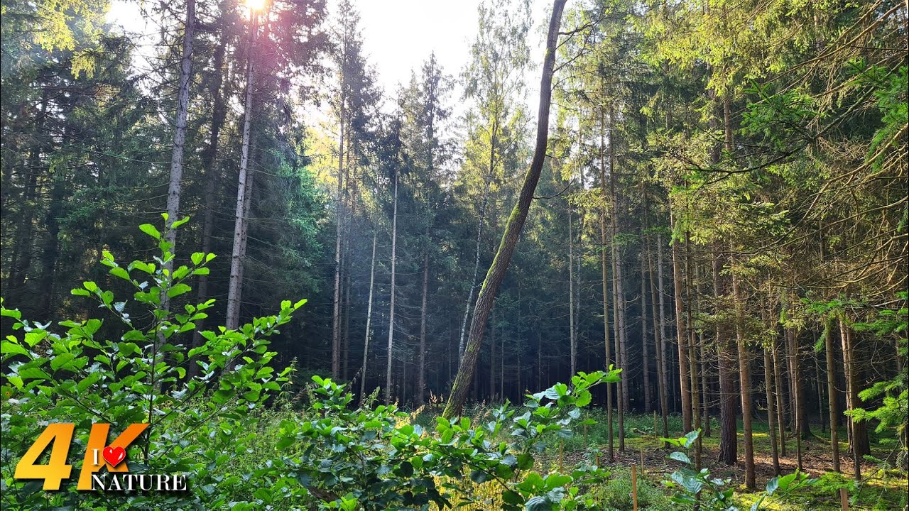 Sunny Day Hike through a Beautiful Forest after the Storm | 4K Relaxing ASMR