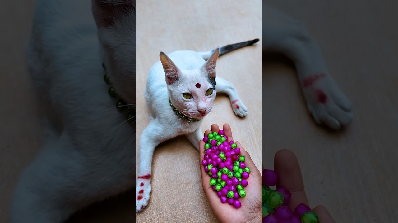 ASMR Satisfying Beads 🌈 Cat Reverse Fun#shorts #cat #beadsasmr #asmr #satisfyingvideo