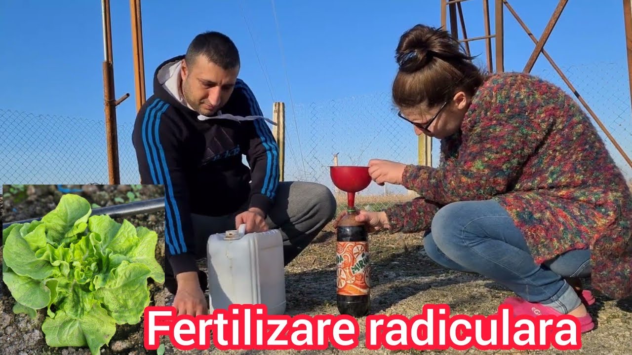 Fertilizarea culturii de salata doar cu produse organice naturale @GradinaBio