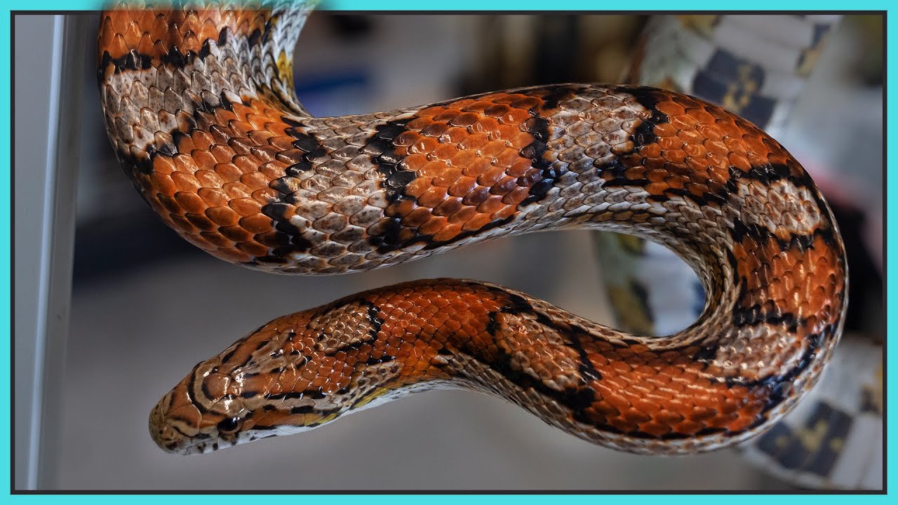 Corn snake care from 25 years ago VS today!