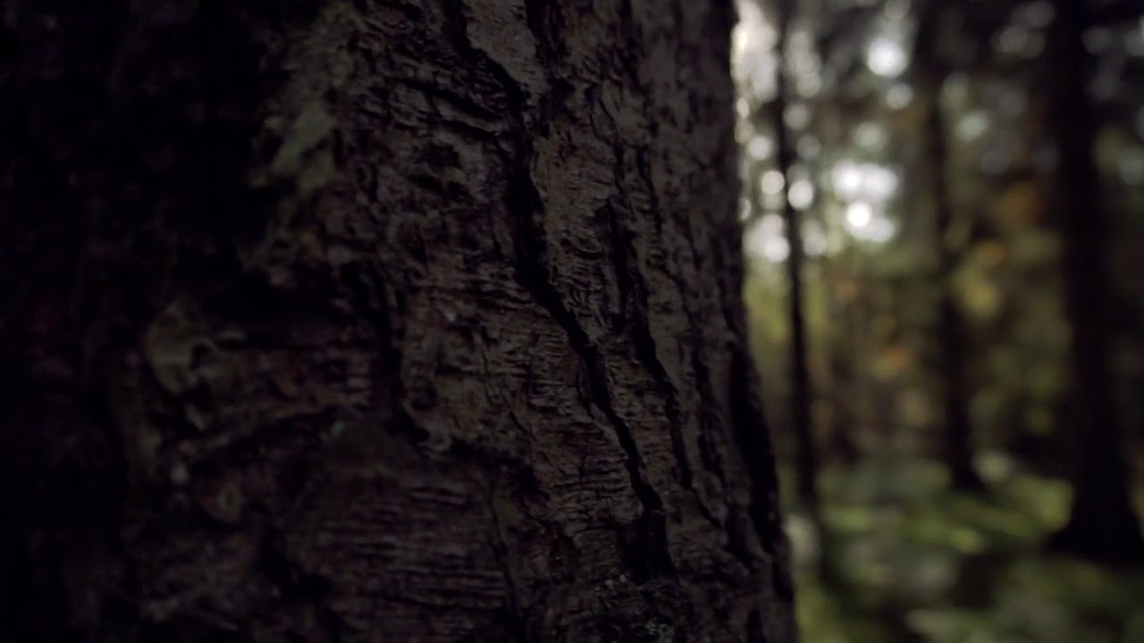 Cinematic Trees Forest Nature [No Copyright video]