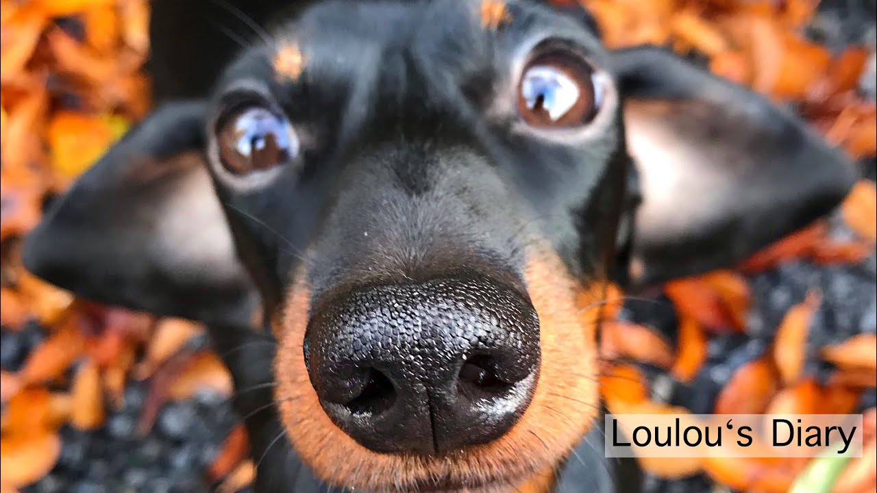 Loulou’s Diary 22| Where does she sleep at night?