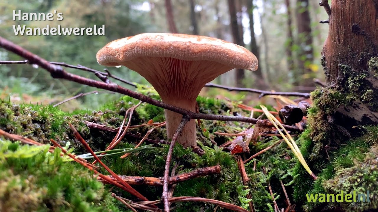 Paddenstoelen - Hanne’s Wandelwereld