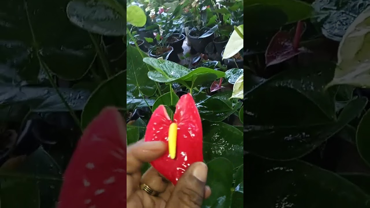 ලස්සන ම  වර්ග  වලින්    පැකේජ්  එකක් 💐💐💐💐💐44පැකේජ්  එක 