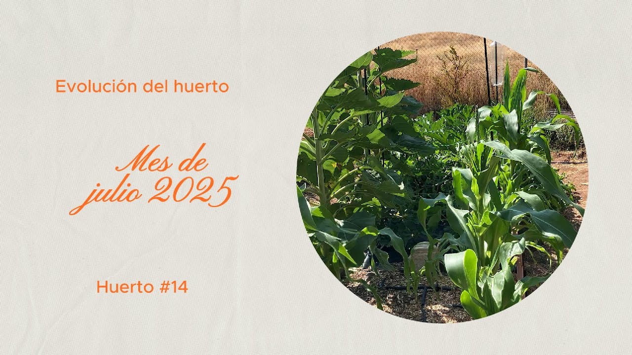 Diario de mi Huerto: La Evolución en Julio de Mis Hortalizas (Tomates, Sandías, Calabacines...)