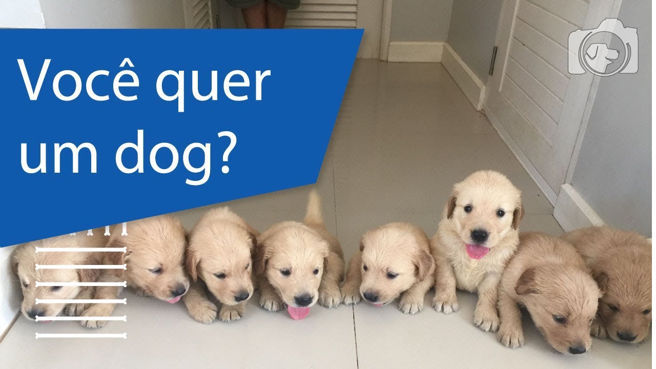 Como convencer seus pais a te darem um cachorro