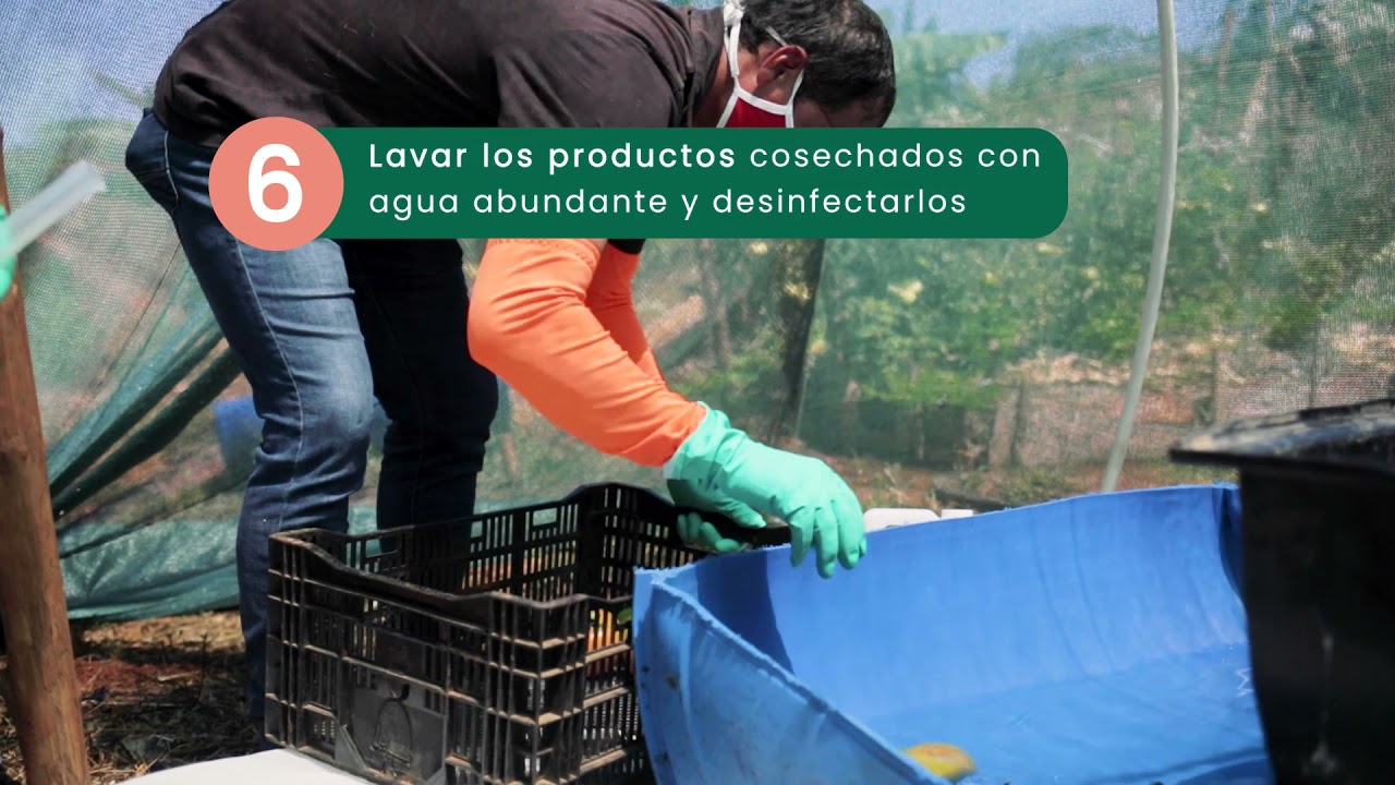 07 Cosecha