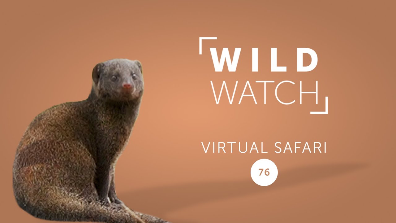 Мангуст, mongeese, mongi | Виртуальное сафари WILDwatch 76