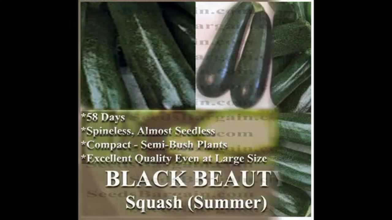 ORGANIC ZUCCHINI - BLACK BEAUTY ZUCCHINI Squash seed,  SEEDS on  www.MySeeds.Co