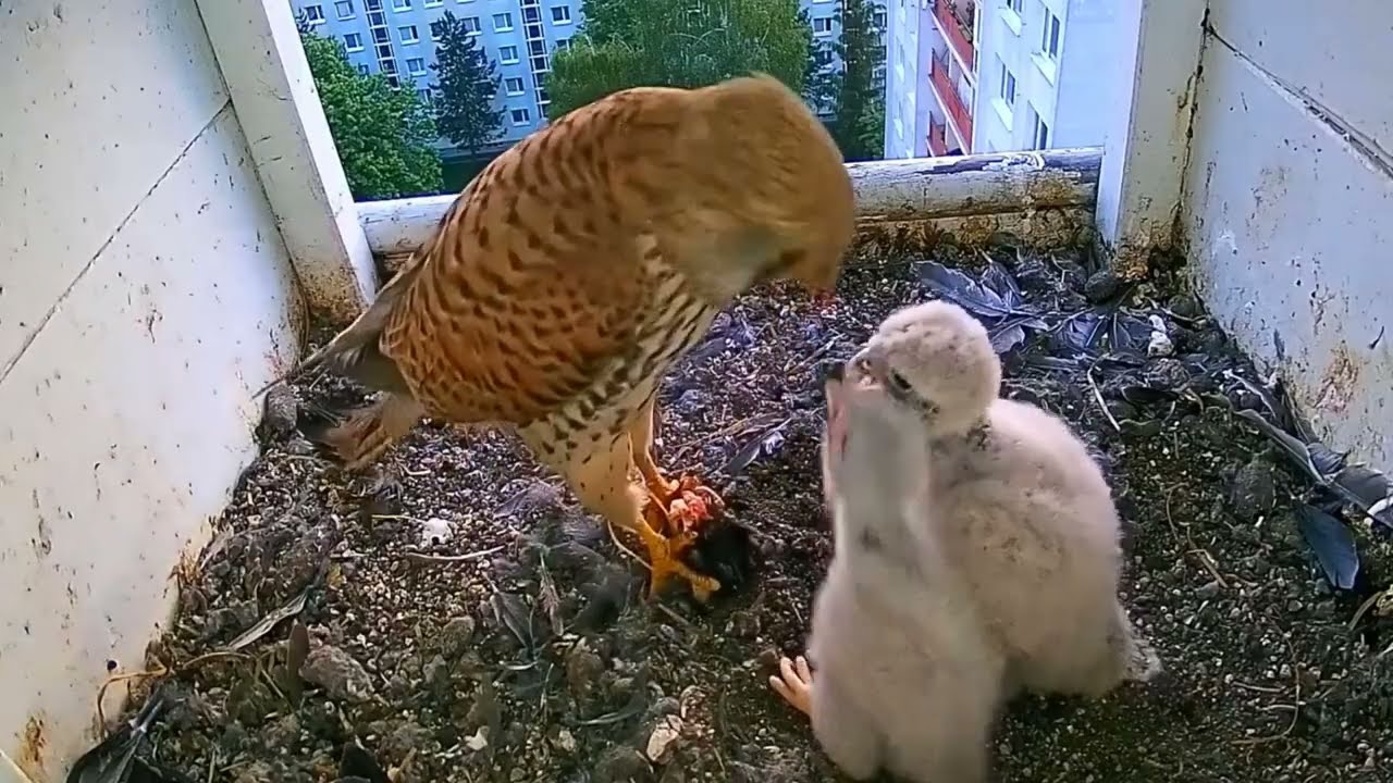 #kestrel