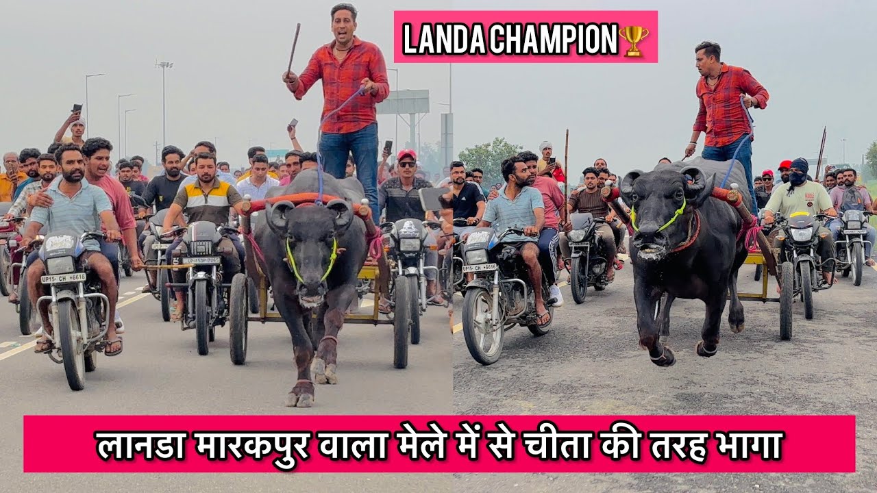मारकपुर वाला लानडा झोटा मेले में चीते की तरह भागा रोड पर चढ़ते ही उठा दिया बवाल प्रियांशु भाई के बोल