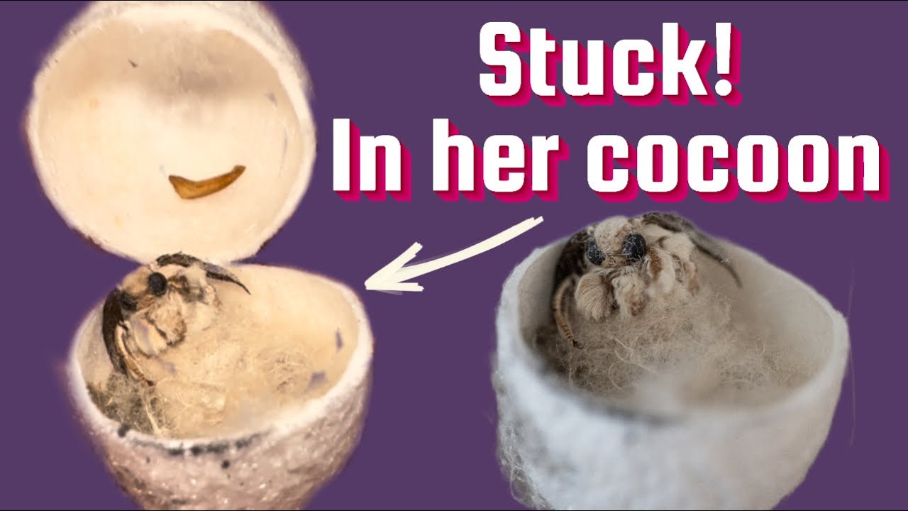 Bombyx Mori | Incredibly cute silk moths
