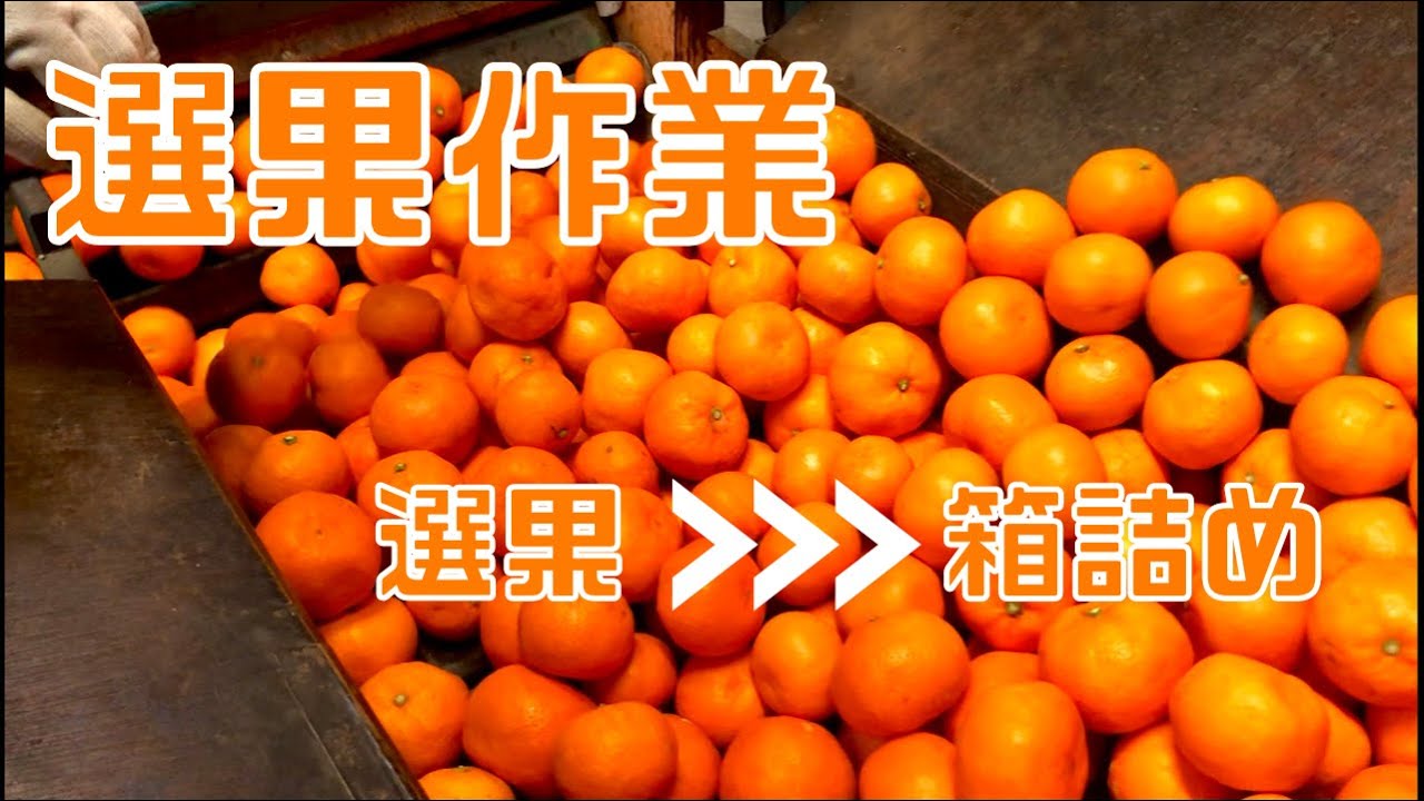 【有田市で就農】有田みかんの選果作業