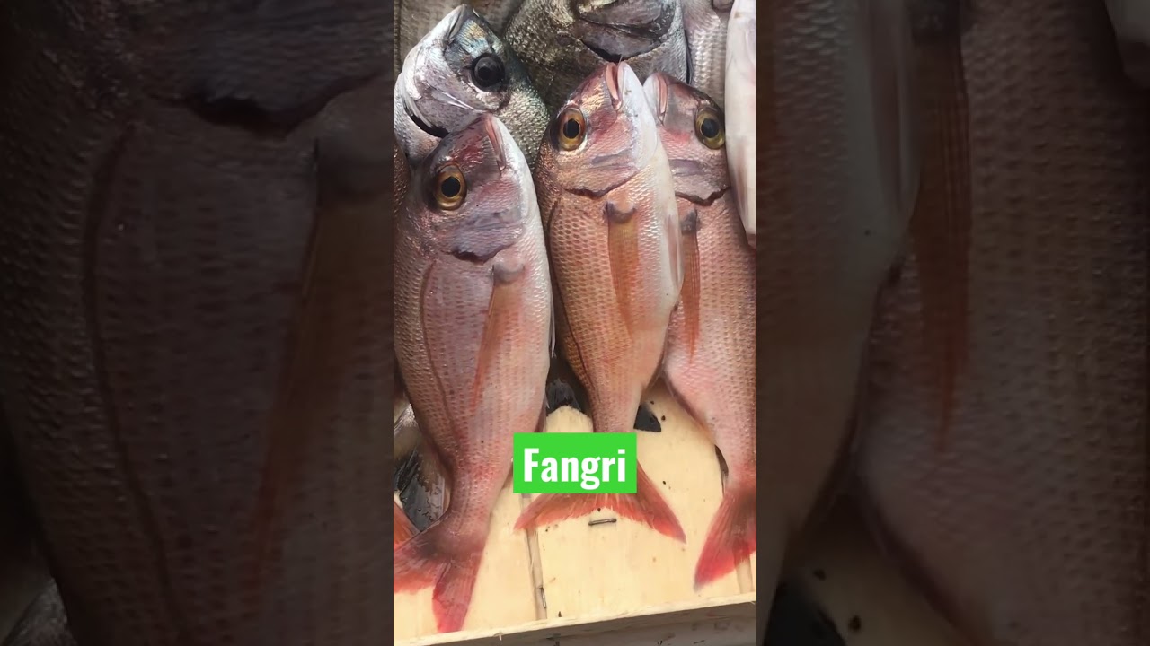 Fangri balığı!