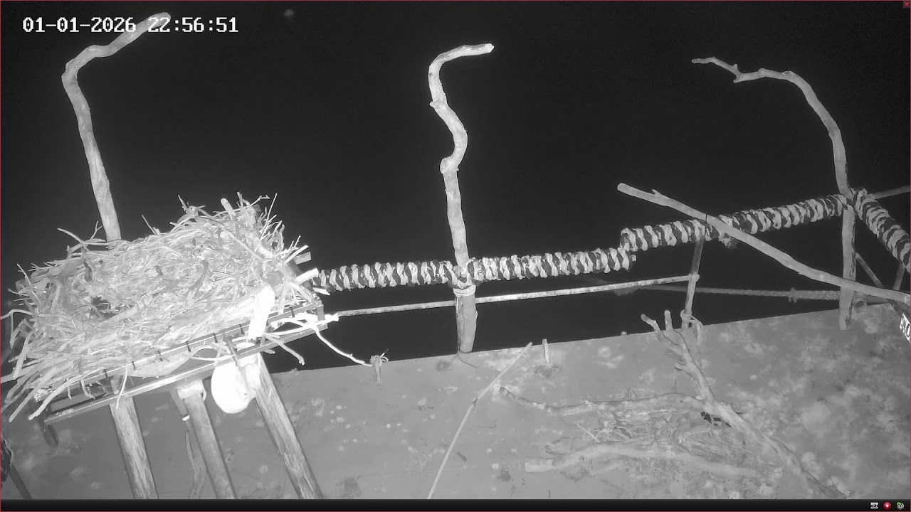 Port Lincoln Osprey Live Stream