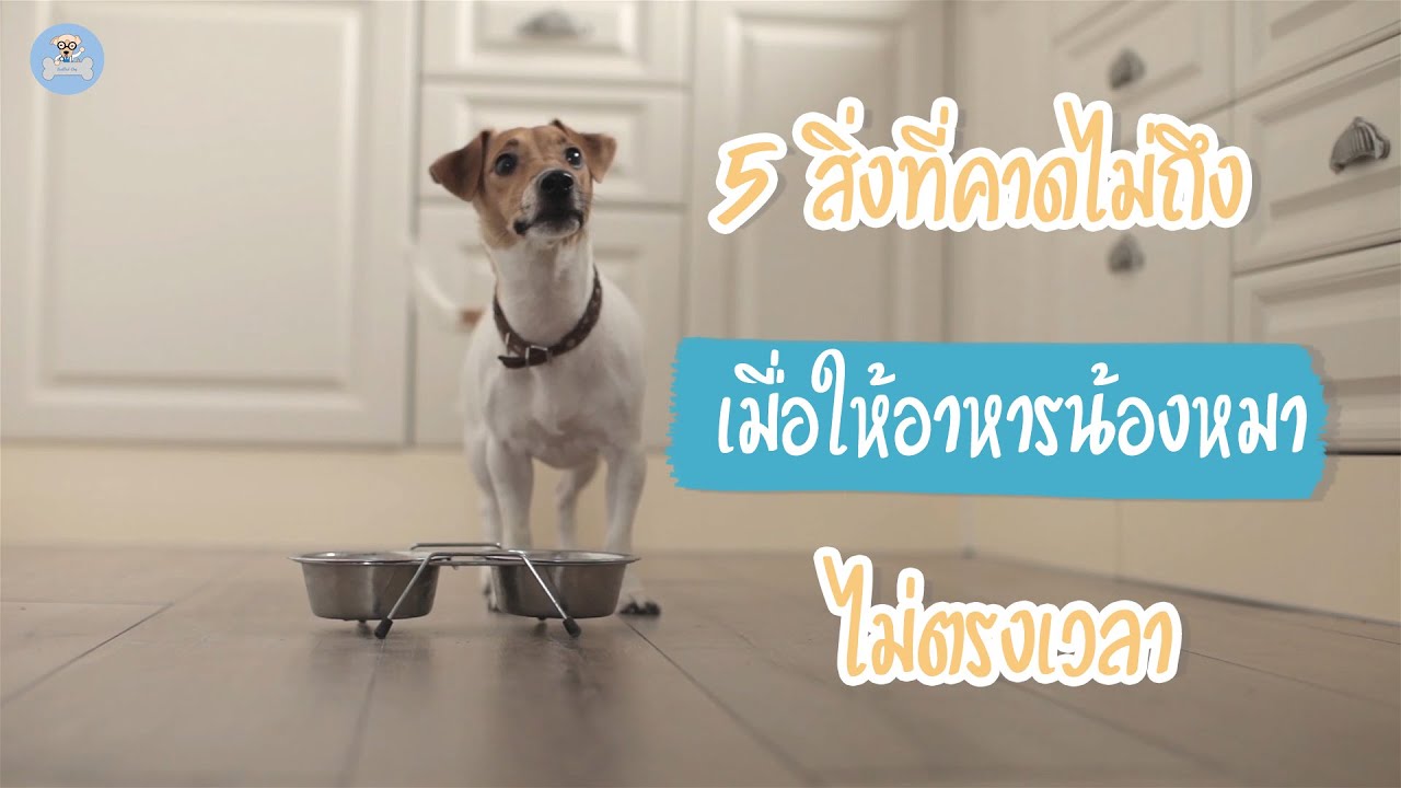 5 สิ่งที่คาดไม่ถึง เมื่อให้อาหารน้องหมาไม่ตรงเวลา  | SudPad-Dog