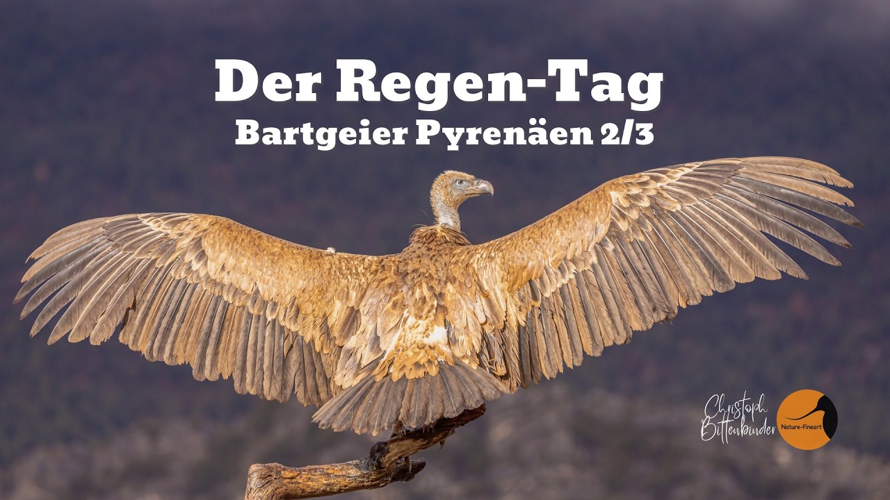 Ein Tag im Regen – was uns die Geier wirklich gezeigt haben