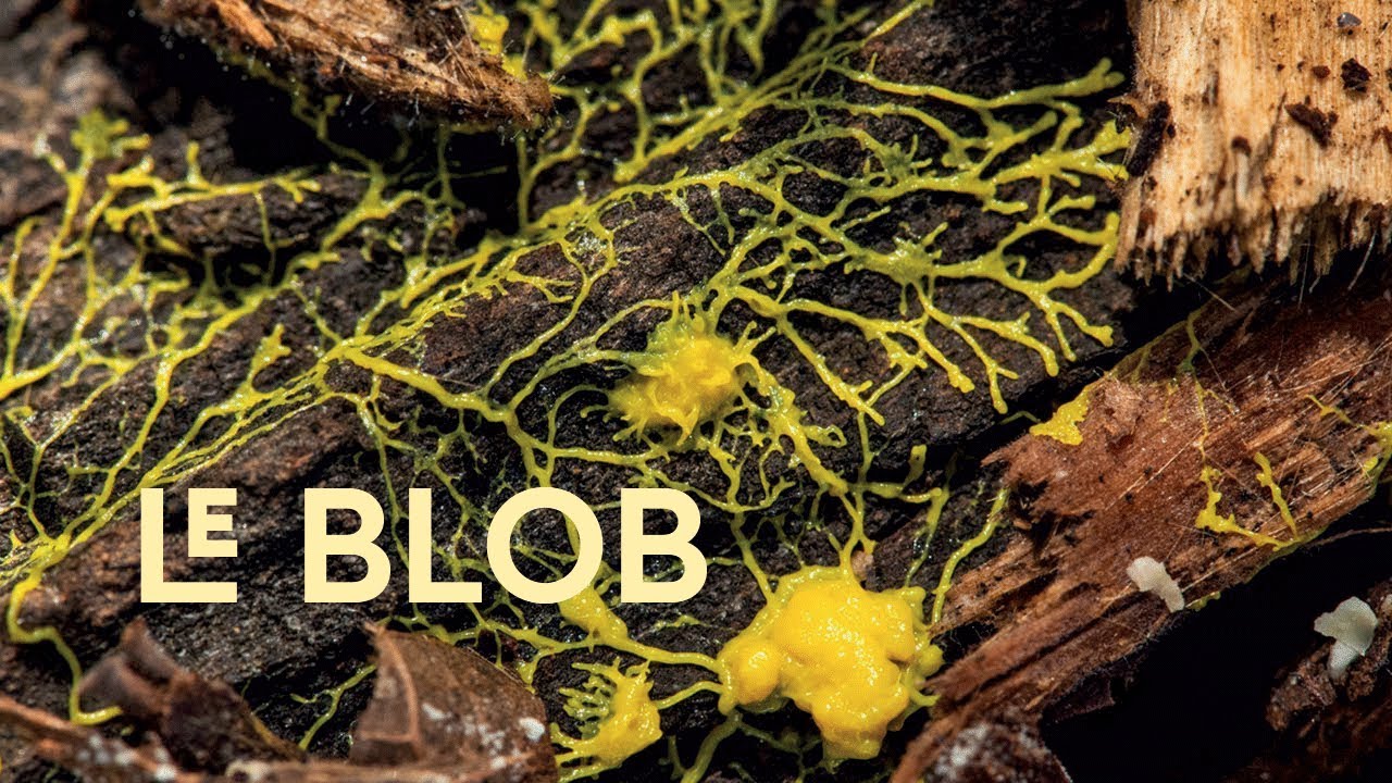 Le blob