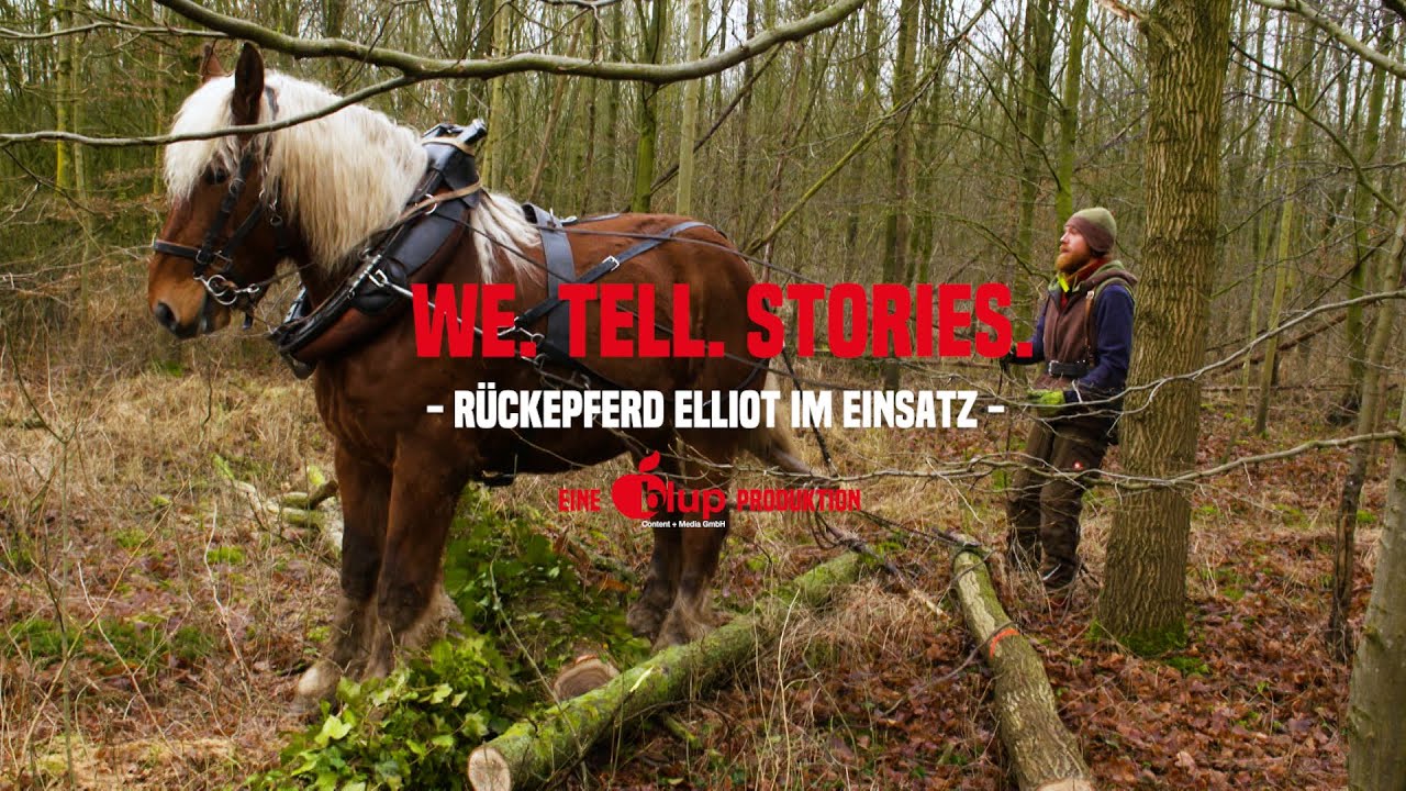 'Rückepferd Elliot im Einsatz' - Kraftprotz auf Vier Beinen | WE.TELL.STORIES.
