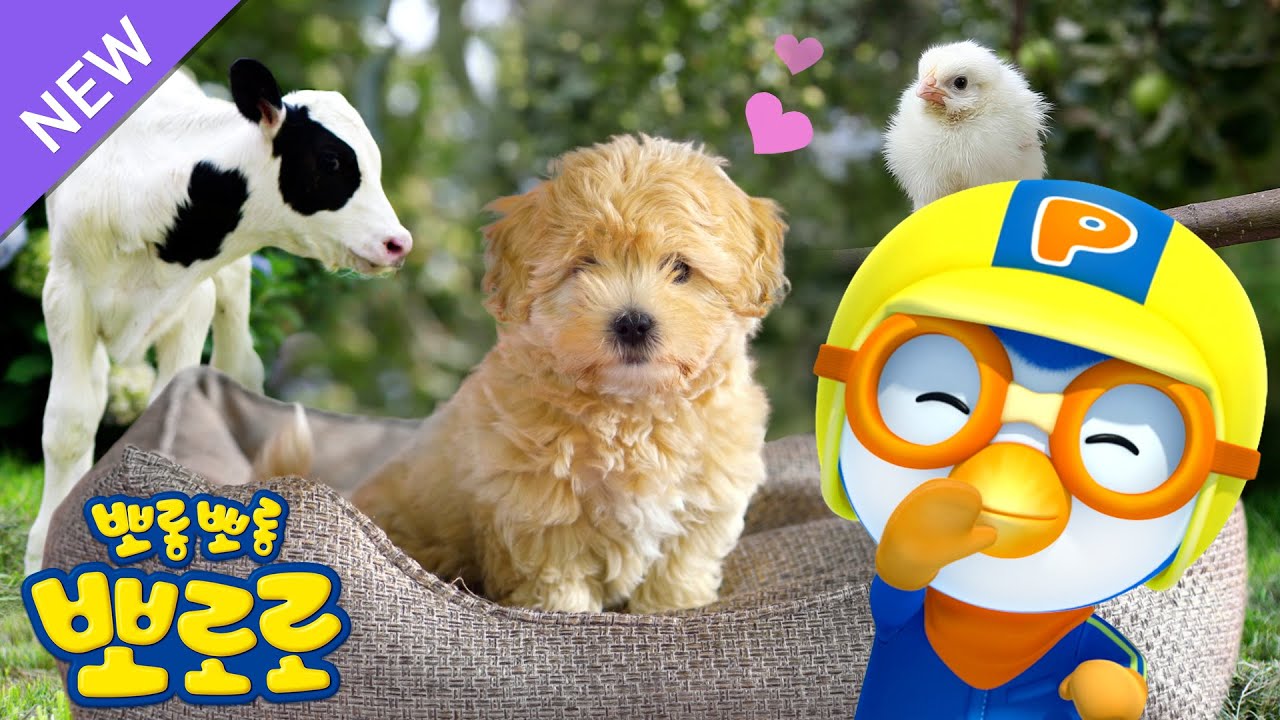 [4K] 귀여운 아기동물들 모음집!🐣🐄🐶 | 뽀로로 아기동물 삼총사! | 뽀로로와 동물친구들 | 뽀로로와노래해요 | 뽀로로 동물동요