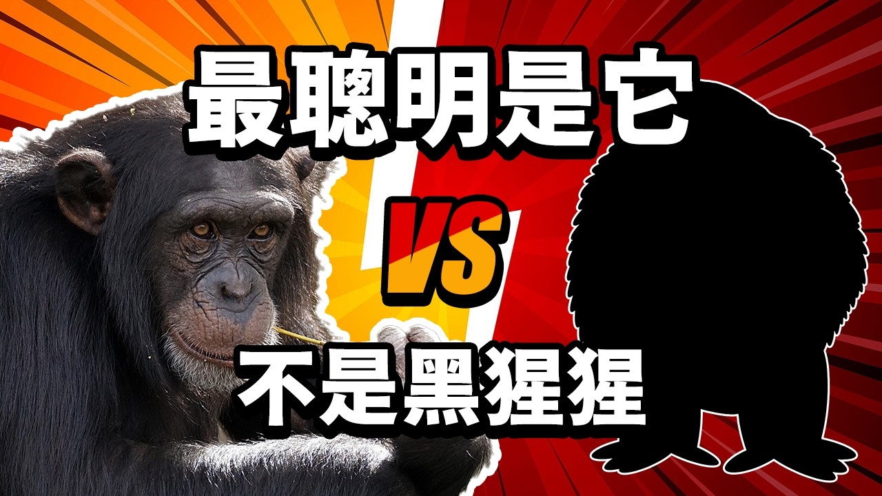 最聰明的10種動物！最後一名智商高到科學家都震撼