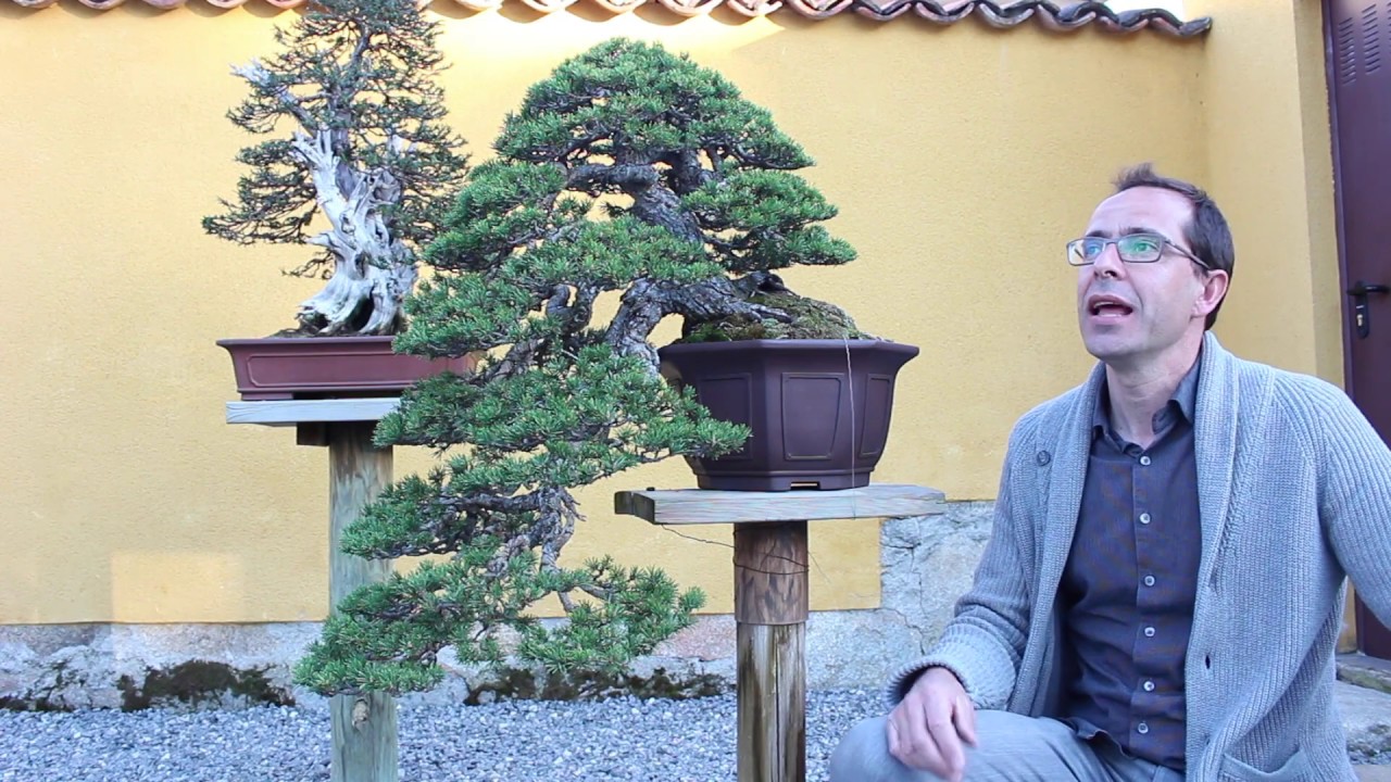 David Benavente garden