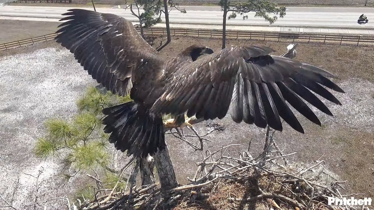SWFL. E26 is training for flight;  Dad delivers RK and a whole fish in 1 hour 😍 /  2026-02-27