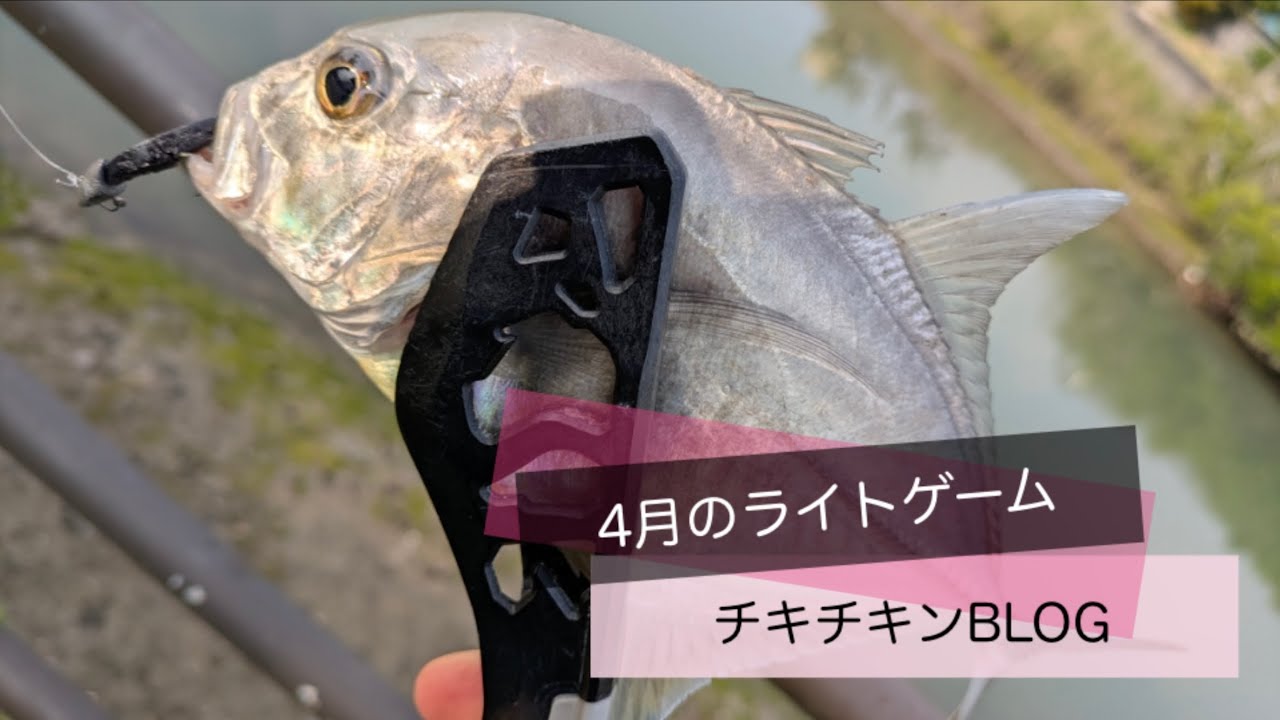 ［沖縄］4月のライトゲーム［ルアーフィッシング］#沖縄 #釣り #ルアー釣り #fishing #fishingvideo #fishinglife