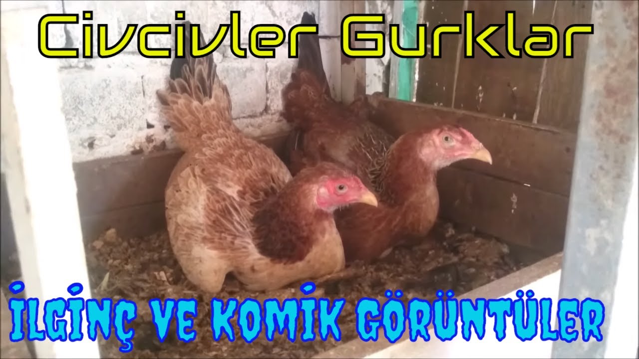 Hint Kız Kardeşlerin Kuluçka Günlüğü