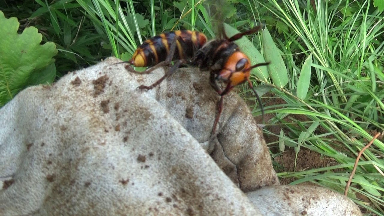 三春町役場からオオスズメバチ駆除の要請！ 三春もみじ山公園で草刈り中に間一髪で発見！ Hornet Nest Removal