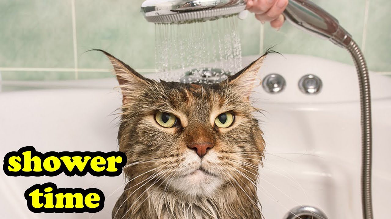 Cats just don't want to bathe - Funny cat bathing compilation 2020
