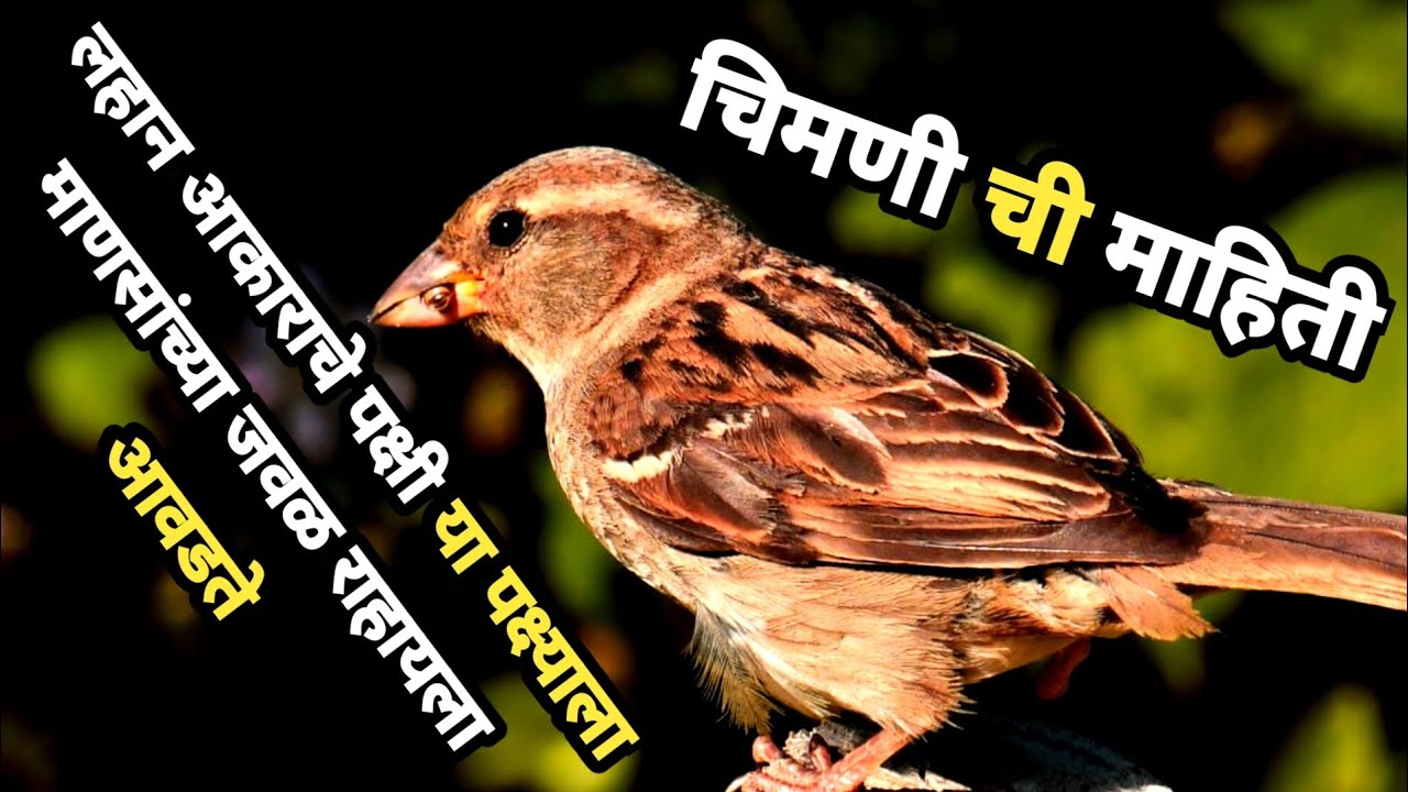 chimani chi mahiti | chimani vishay mahiti | chimni chi mahiti | चिमणीची माहिती | chimani mahiti