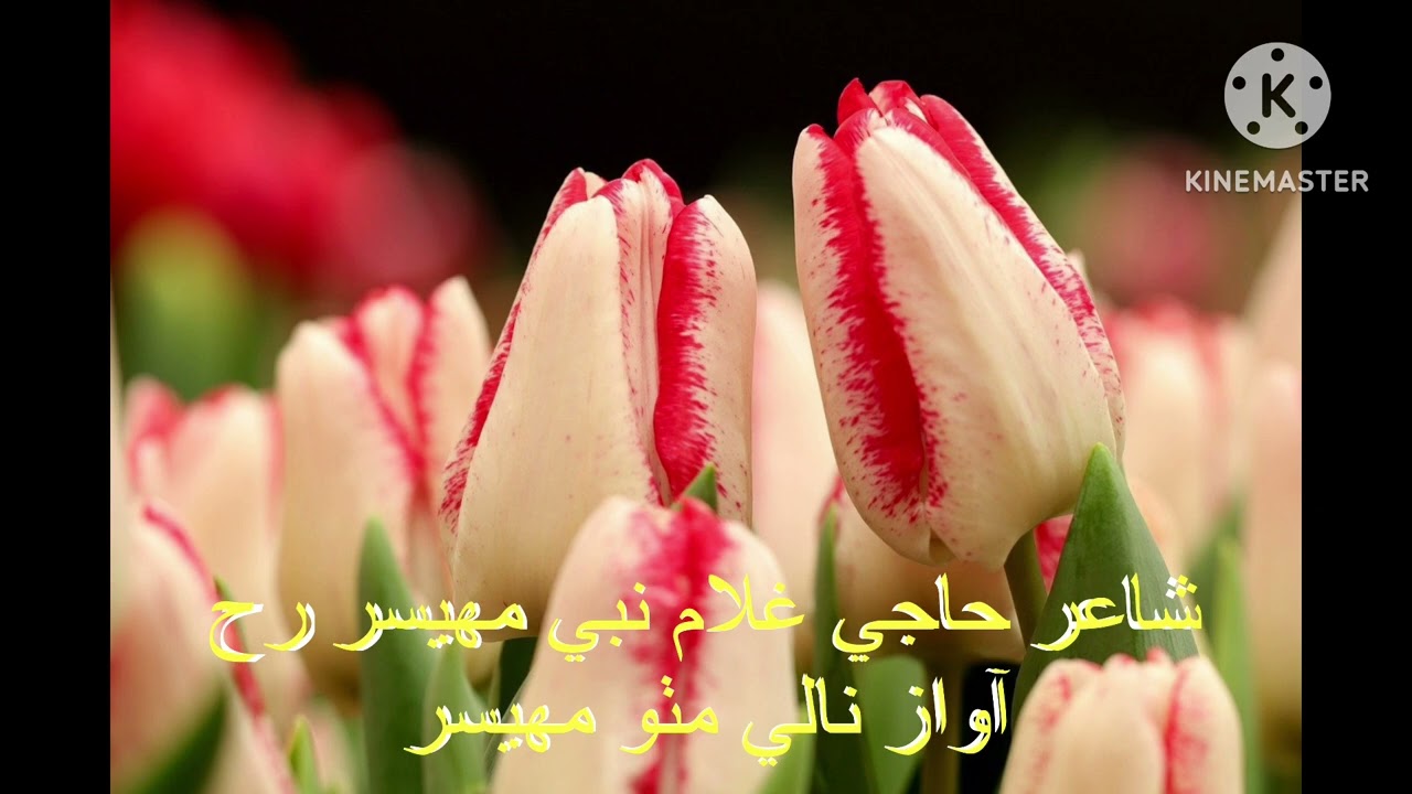 Sindhi kafee ma tho awan meriya enda mahman muhinja by nalay mitho mahesar