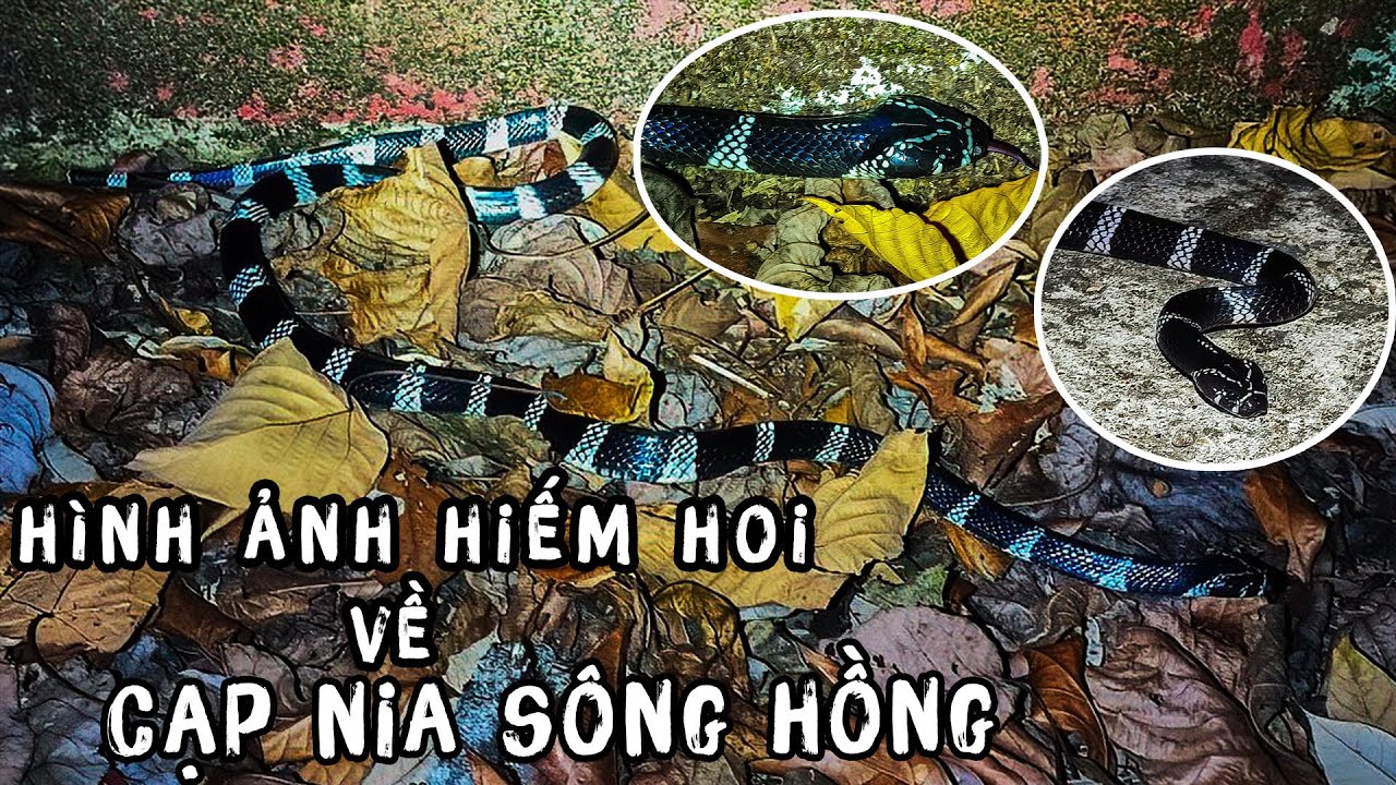 CẠP NIA SÔNG HỒNG một loài rắn CỰC HIẾM sống trên Núi Cao 1.400 mét |   Tiếp Tục Hành Trình Đi Tìm