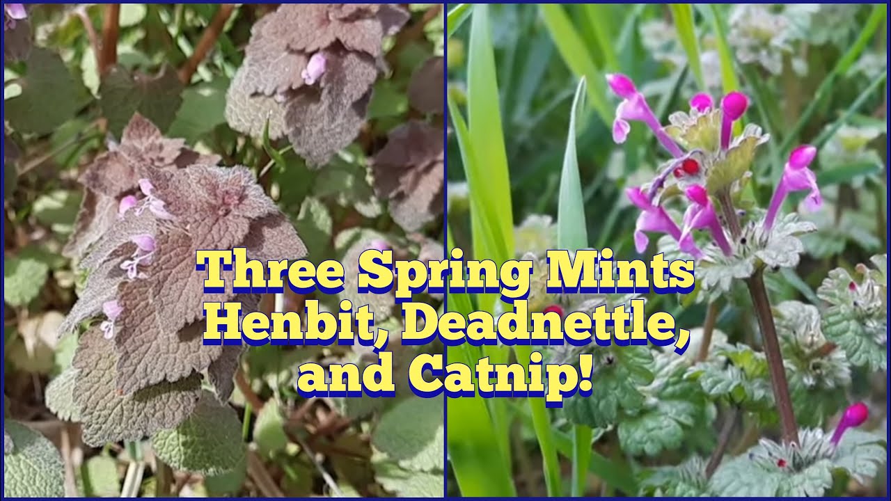 Three Wild Mints - Purple Dead-Nettle, Henbit, and Catnip