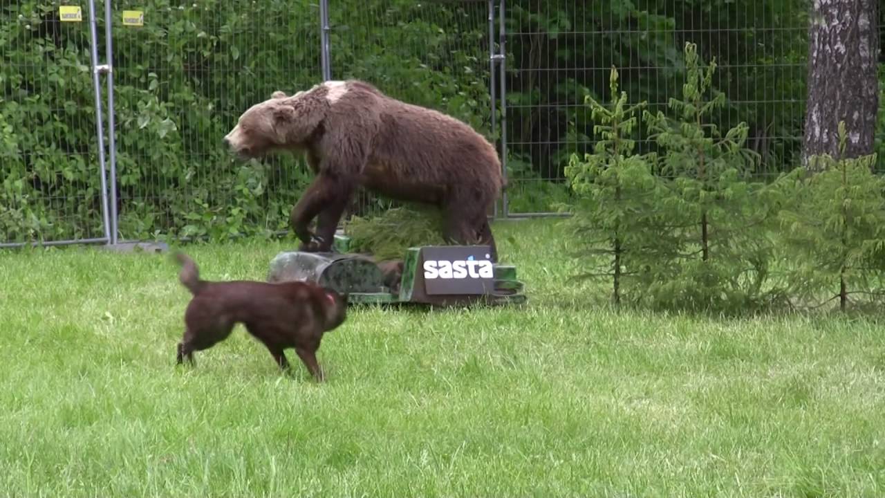 Hertta-kelpien petotesti - Hertta the kelpie takes on a bear