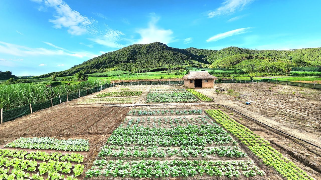 Country life : building organic vegetable gardens