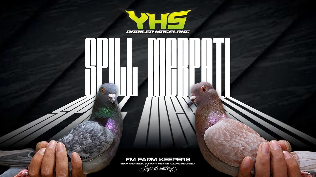 UPDATE PACEK YHS BROILER TERBARU 2025 ❗️❗️ YHS BROILER MAGELANG